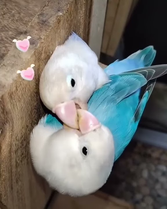 Story WA burung love bird