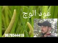 عود الريح ويسمى عود الوج أسرار ستعرف لأول مرة عود الريح ويسمى عود الوج أسرار ستعرف لأول مرة