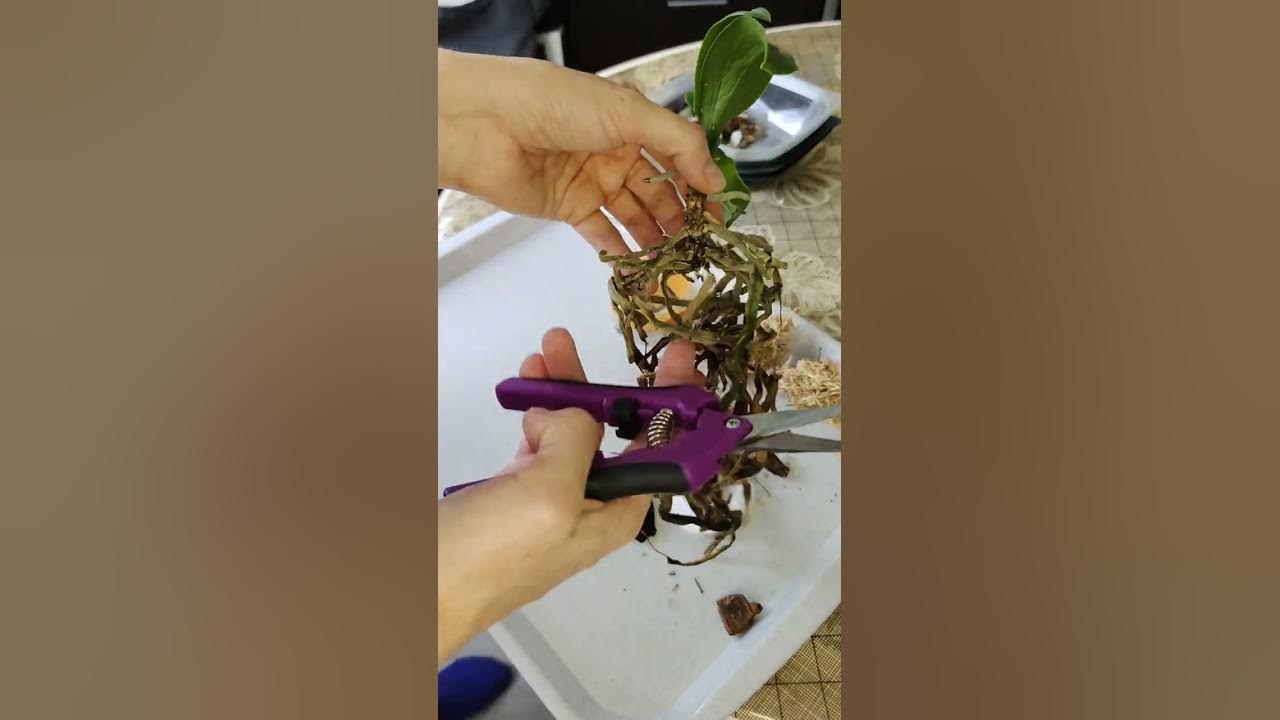 Обзор орхидей из уценки теплицы Пушкино и модернизация посадки. - YouTube