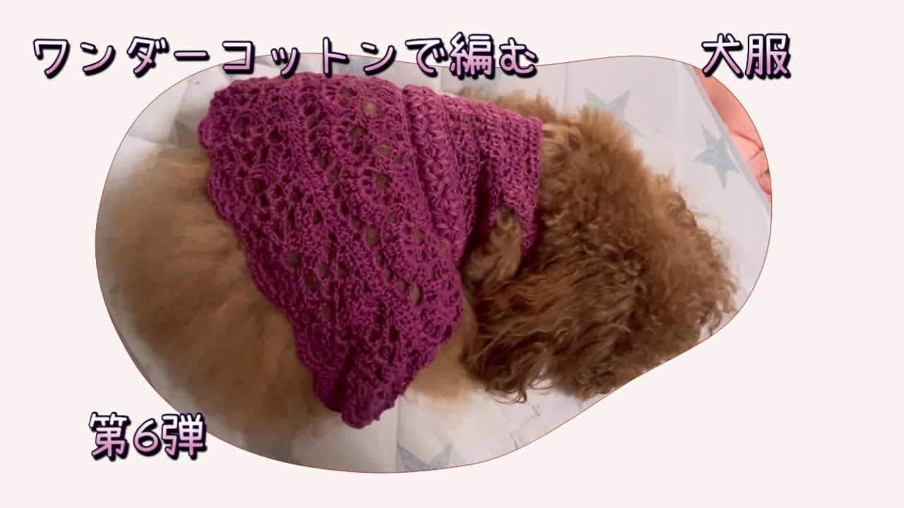 お洋服編んでみた#kawaii #toypoodle #かぎ針編み #編み物#犬服 