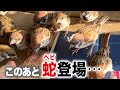 【チャンネル初】『雀にとって最大の天敵』が大型台風直前に現れた!