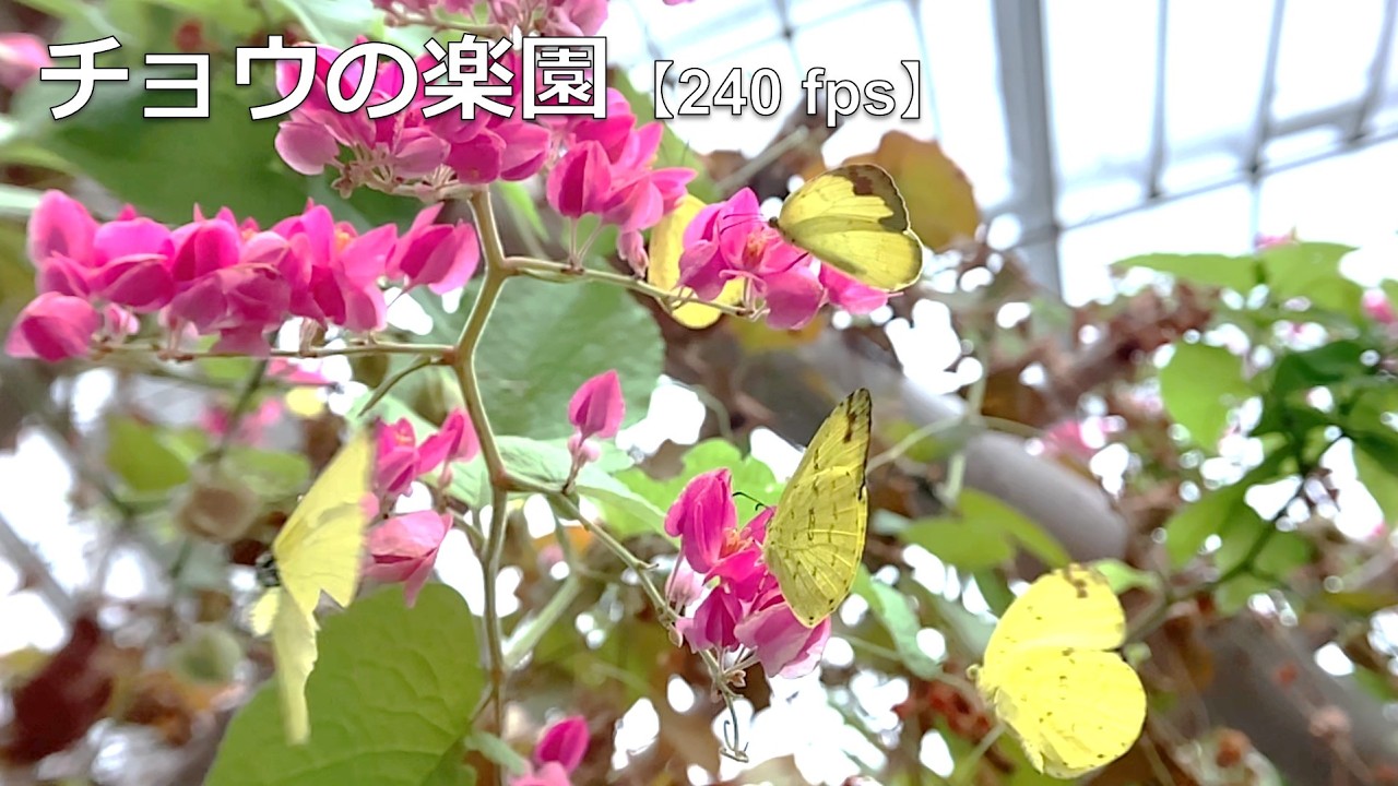 チョウの楽園（240 fps）