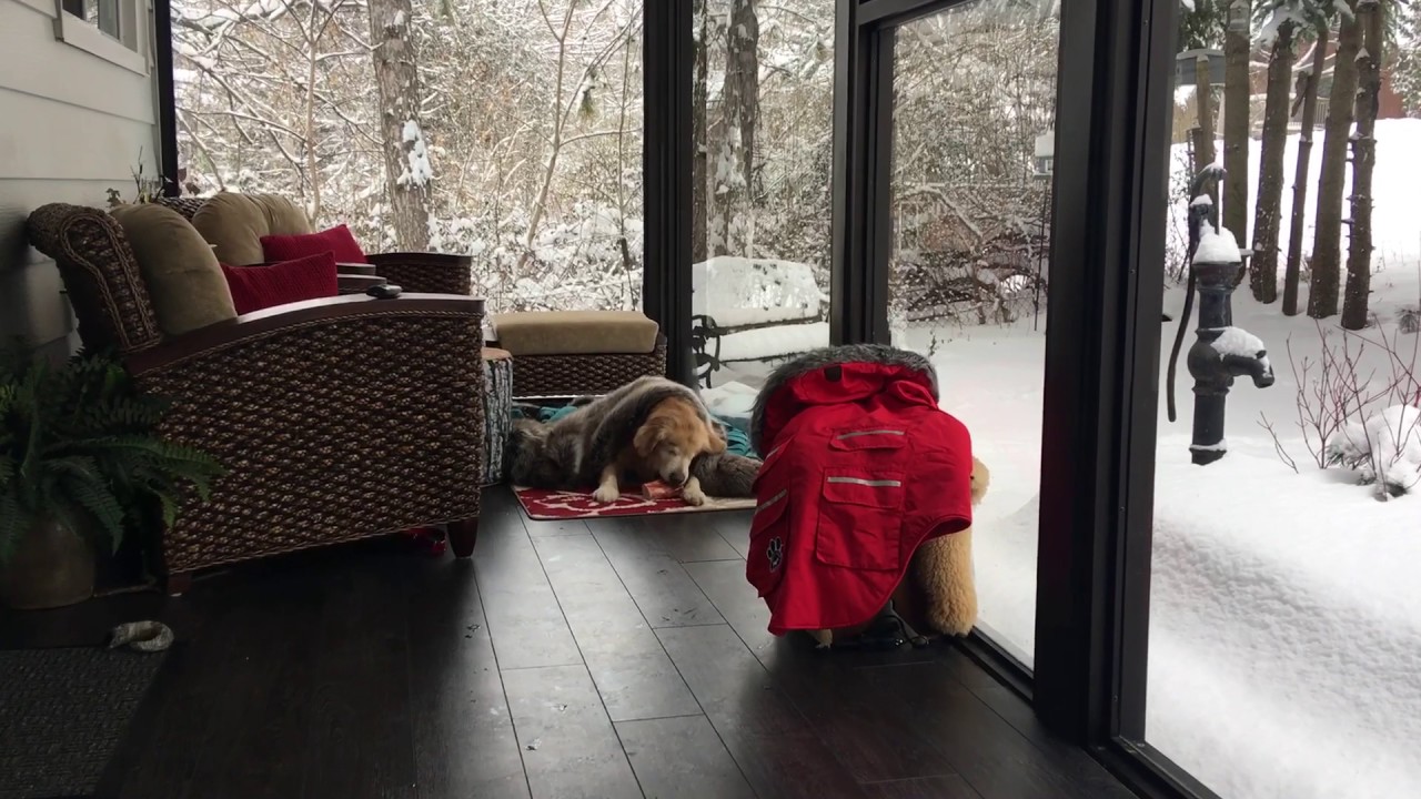 Smiley the Hungry Canadian Dog the weather channel