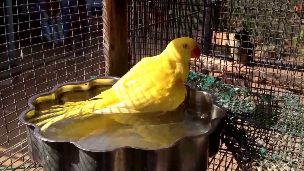 yellow indian ringneck takes a bath YouTube