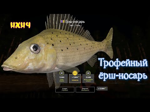 Трофейный ЁРШ-НОСАРЬ на Вьюнке. Ерш носарь. Троф носаря. Русская Рыбалка 4. РР4. р Вьюнок. RF4. ВПК.