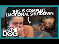 Dog in Distress Shuts Down Emotionally | It's Me or the Dog