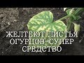 ЖЕЛТЕЮТ ЛИСТЬЯ ОГУРЦОВ - СУПЕР СРЕДСТВО ЙОД И МОЛОКО