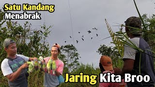 Sangat Jelas Sekali Rombongan Burung Punai Menabrak Jaring Kita