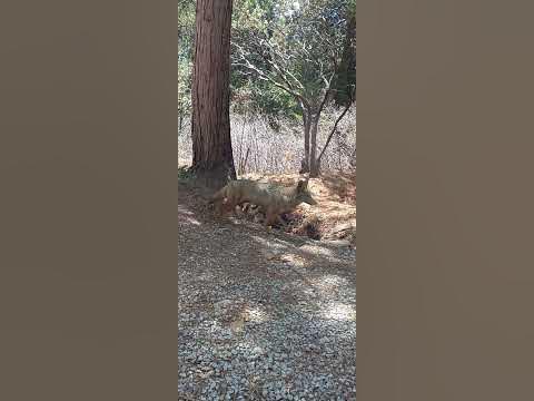 coyote come, coyote go. #coyote - YouTube