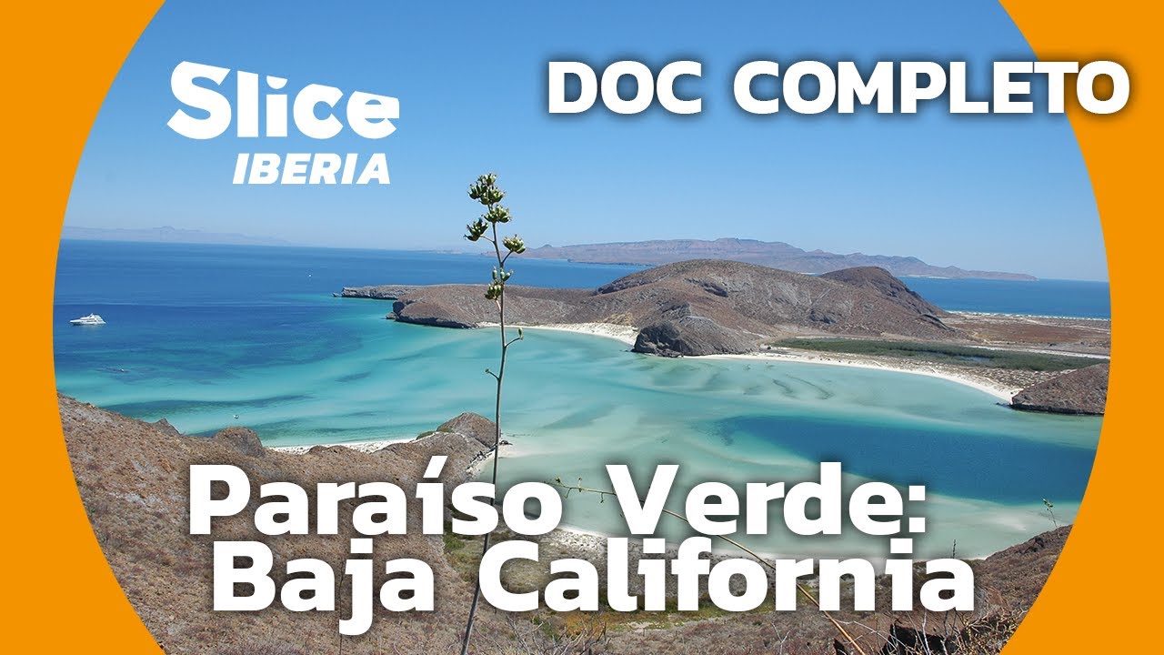 Baja California: El paraíso de la ballena gris | SLICE Iberia | DOCUMENTAL COMPLETO