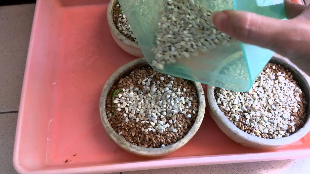 Menanam Rumput Gandum (Wheatgrass) scr Hidroponik 