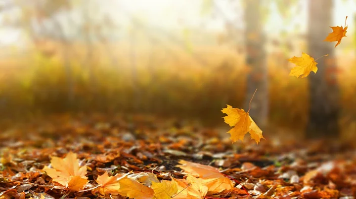 Mindful Loving Witness Meditation — Jack Kornfield