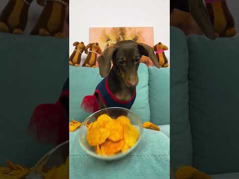 Видео: Собственная собака недели - Бройлес