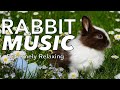 Rabbit Music! Long Lullaby Videos for Pet Bunnies!