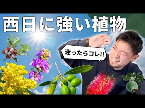 ハチドリを引き寄せる日向の多年草10選｜実践した栽培のコツも紹介