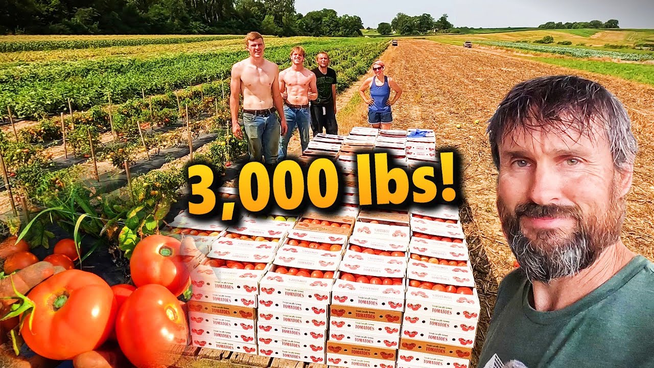 BIGGEST Tomato Harvest of 2025! – 3,100 lbs Packed Right in the Field!