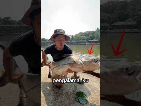 Aku Mancing ikan 40 Kilo