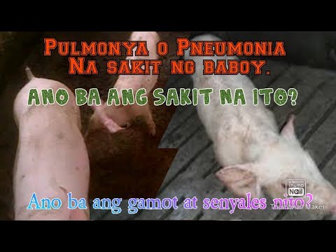 Sakit ng baboy Pulmonya o #Pneumonia