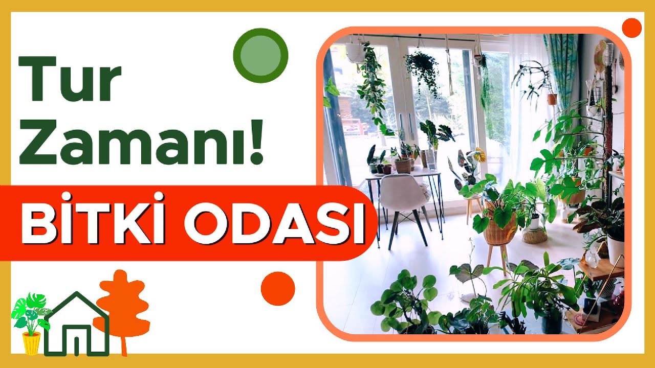 Bitki Koleksiyonum | Yaz Sonrası Evimdeki Yeşil Cennet 🌱