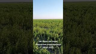 🌱 Дно Каховского водохранилища - трава по колено