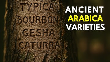 What Is Arabica Coffee? Typica, Bourbon, Gesha & Rare Varieties Explained