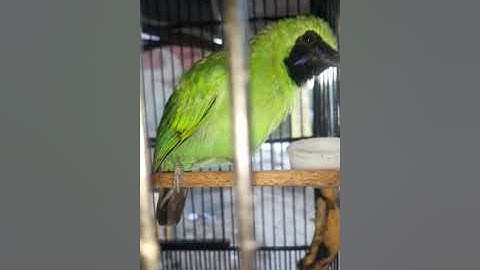 Cucak ijo roll.. original jember..