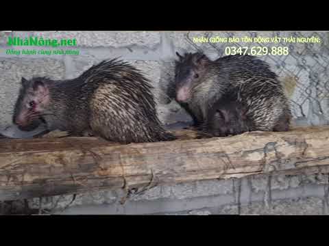 Video Lý Do Tại Sao Nhiều Người Nuôi Don Không Đẻ ???|... - youtube