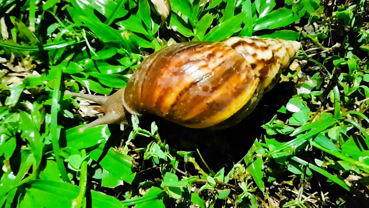 LARGEST SNAIL I'VE EVER SEEN BALI VLOG DAY 4 YouTube