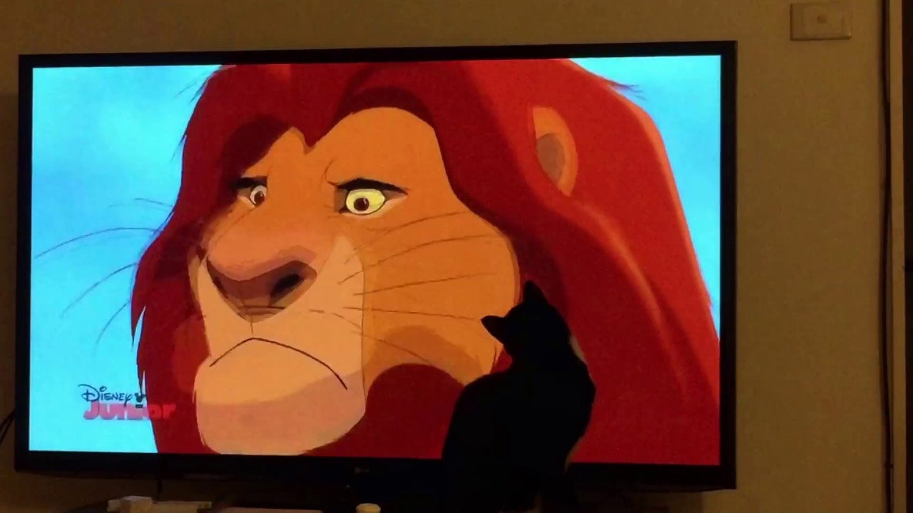 cat watches lion king YouTube