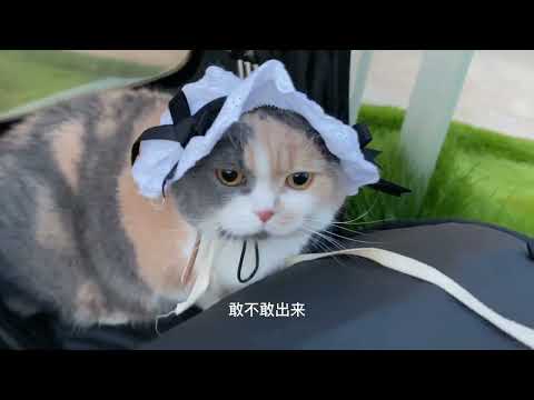 萌猫 萌喵一箩筐cats rock - YouTube