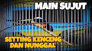 MAIN SUJUT‼SETTING KENCENG DAN NUNGGAL