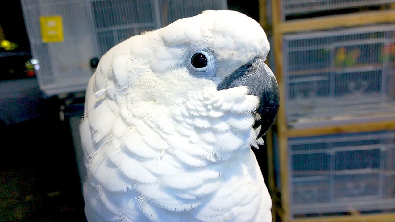 Umbrella Cockatoo worth ₹ 1.5 Lakhs (2200 ) YouTube