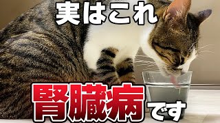 【腎臓病】猫が飲む水の量でわかる 長寿猫の8割が抱える慢性腎臓病のサインと予防法10選【保護猫】