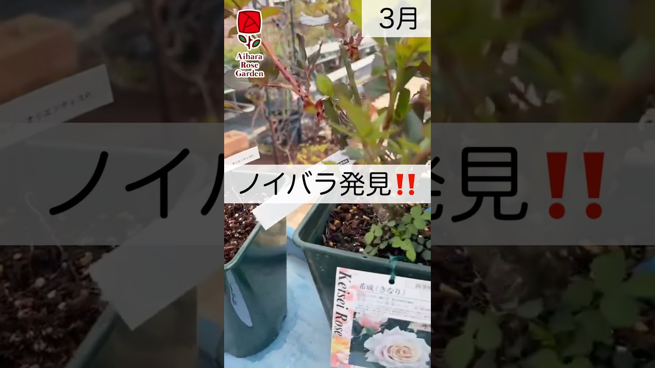 岩付の野薔薇。品種不明です。蕾が有ります。 Wild roses discovered!! ️ #AiharaRoseGarden #roses #rosegarden
