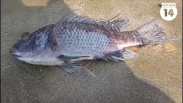 Cá chết hàng loạt, bốc mùi hôi thối ở bãi biển Đà Nẵng do nước xả thải