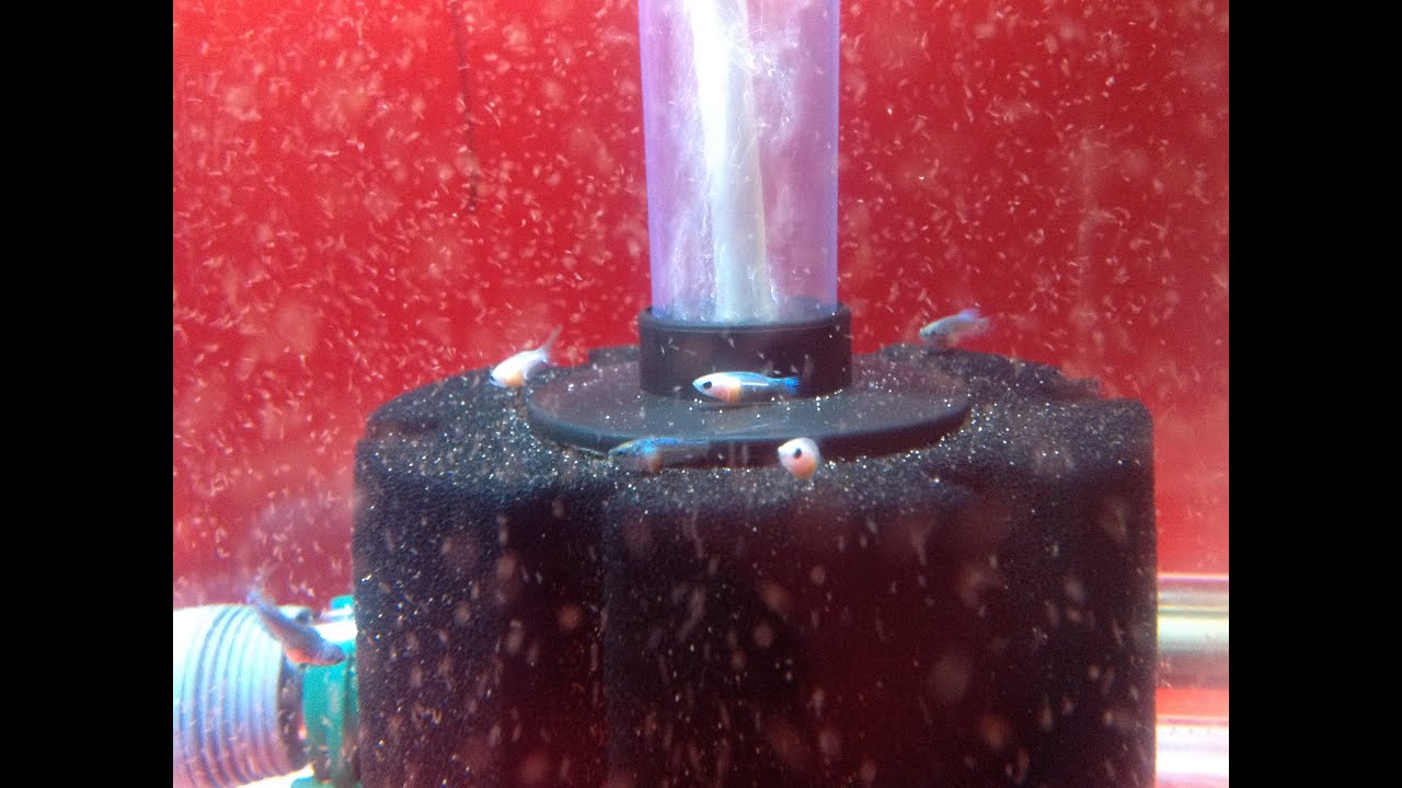 24D Betta, 83D Electric Blue Acara & 79 days old Pearl Gourami Fry