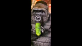100% Gorilla Eating Compilation Part 3