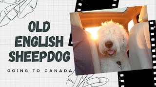 Old English Sheepdogs' Travel Vlog⎢Going to Canada⎢Ed&Mel