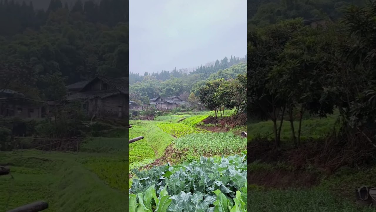 calm and natural, plantation atmosphere in the village