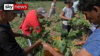 Brexit: Farmers warn of crops rotting in fields