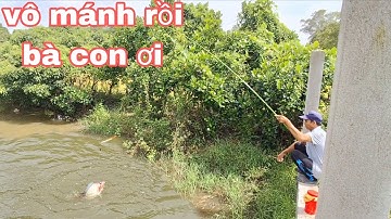 Câu cá rô,cá rô phi,quá trời luôn cá ăn liên tục luôn | vui miền tây vlog