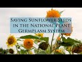 Saving Sunflower Seeds in the National Plant Germplasm System