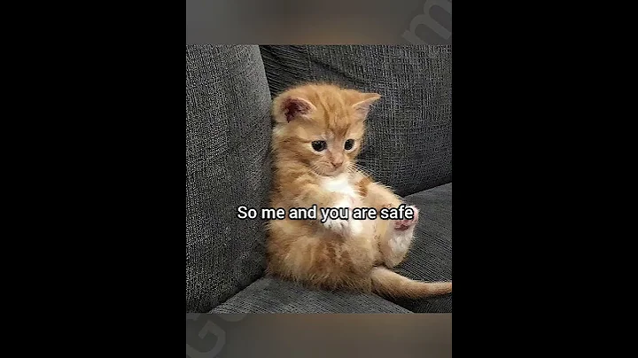 We are safe #cat #georgieebom #funny #fyp #memes