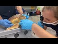 June 16 - Sea Turtle Exams