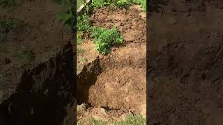 inspirasi berkebun di belakang rumah