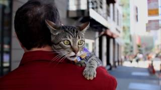 This Consultant Brings His Cat to Work: Jack the Traveling Cat | The City Exposed