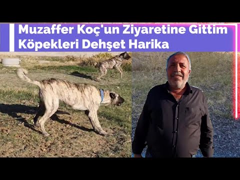 Muzaffer Koç'u Ziyarete Gittim 🔹 Köpekleri Dehşet Harika