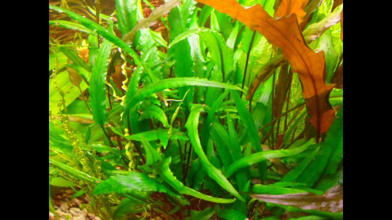 АУЛОФОРУС "ВОДЯНАЯ ЗМЕЙКА", новая закладка - YouTube