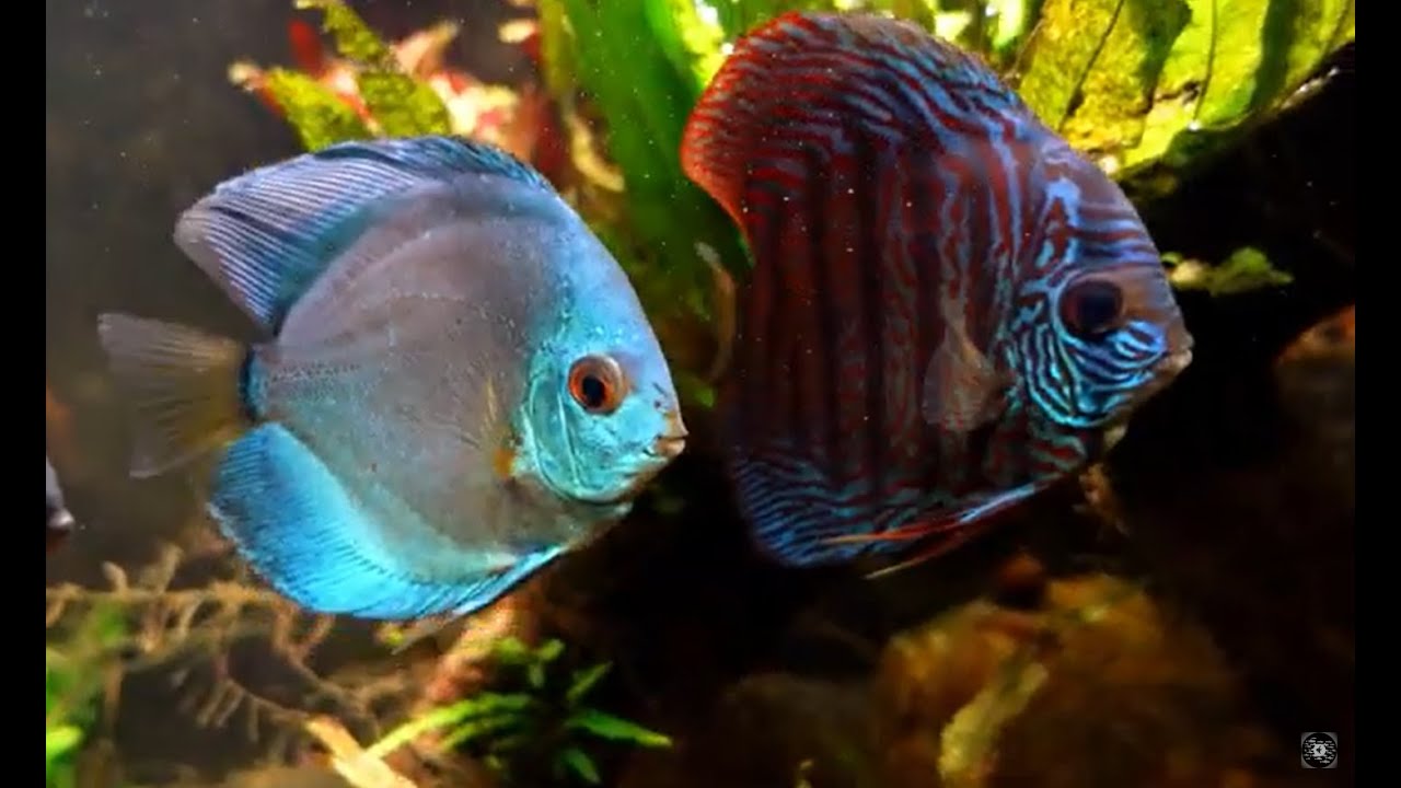 Discus Youtube Discus Tank Before