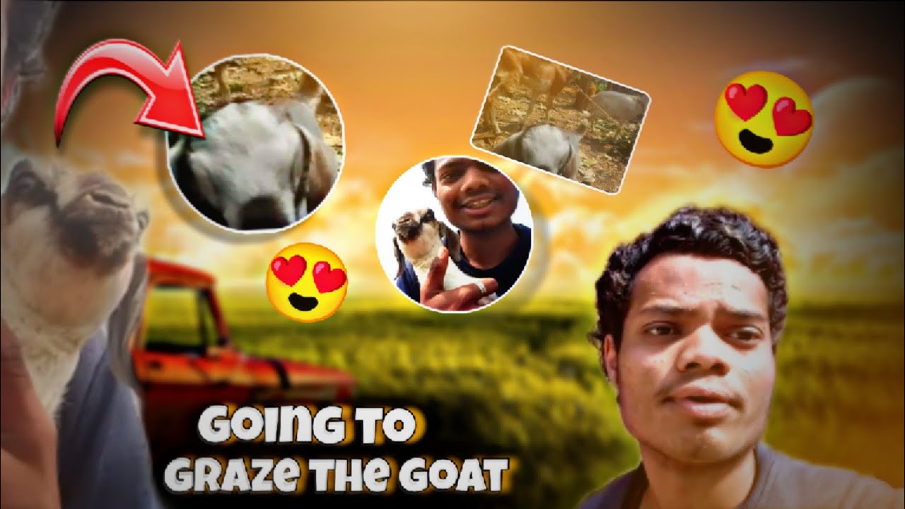 I am going to graze the goat 😍